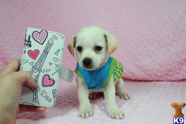 lvpuppyheaven Picture 3